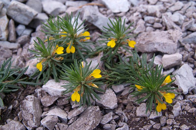 Image of Ajuga glabra specimen.