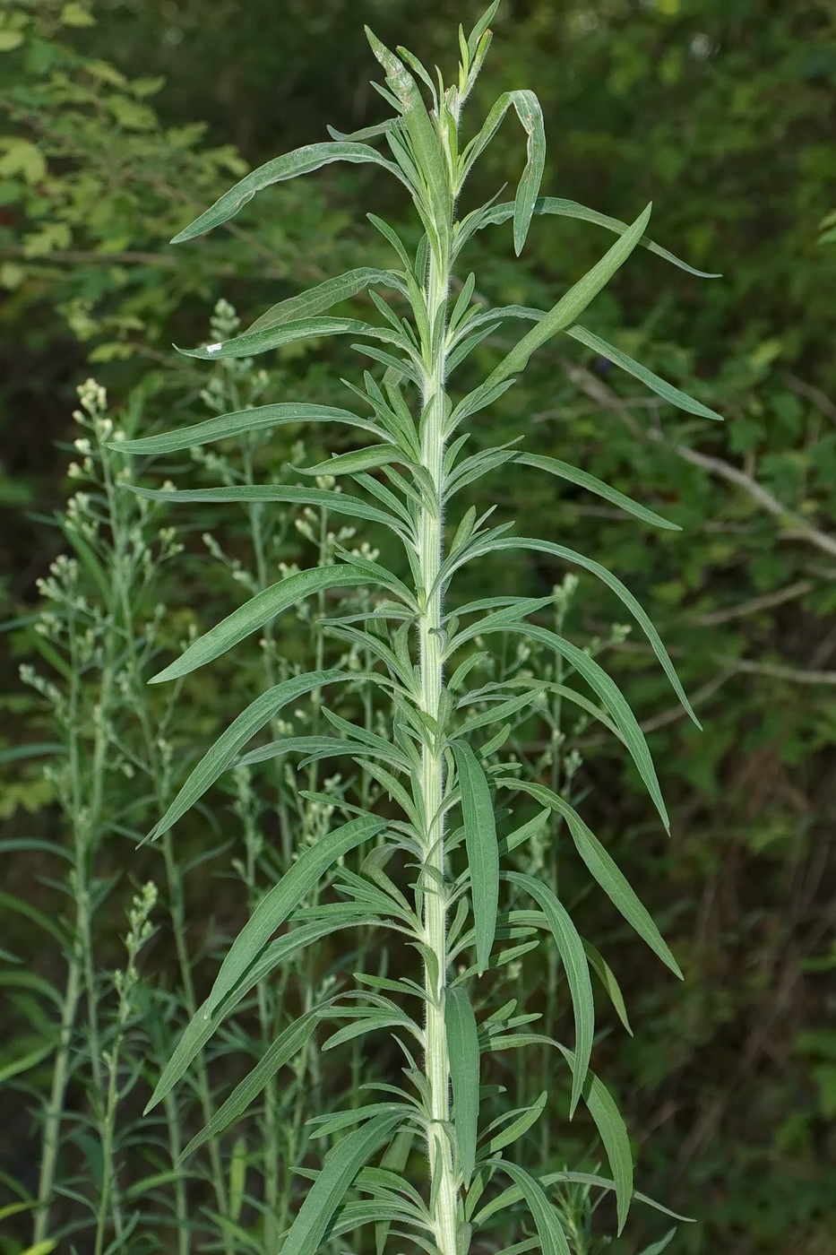 Image of Conyza sumatrensis specimen.