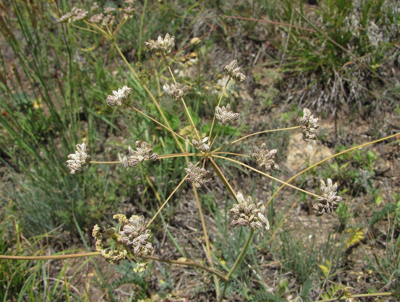 Image of Seseli varium specimen.