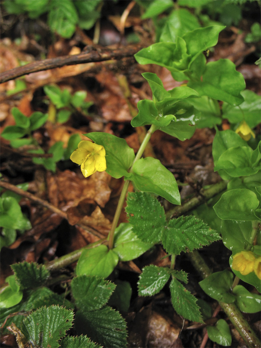 Изображение особи Lysimachia nemorum.