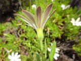 Osteospermum fruticosum