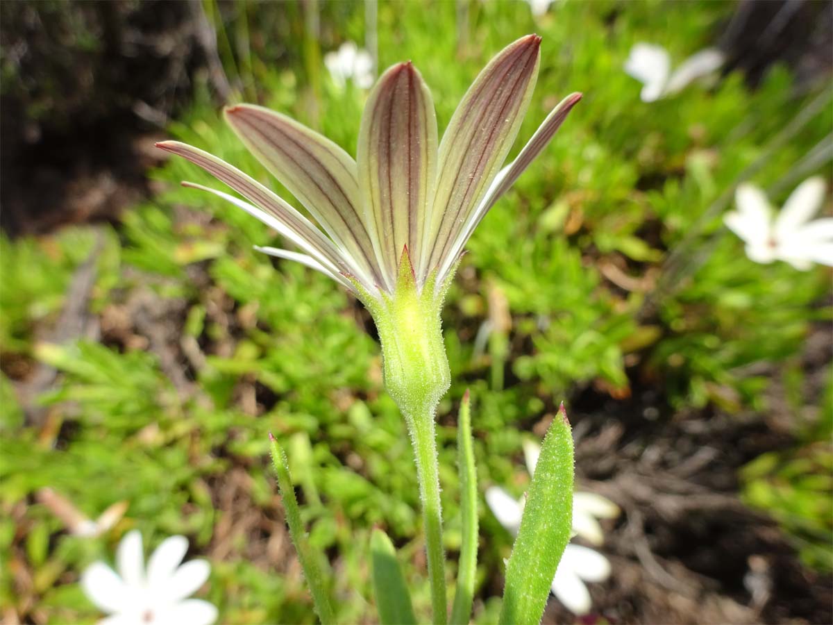 Image of Osteospermum fruticosum specimen.
