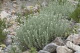 Anaphalis velutina