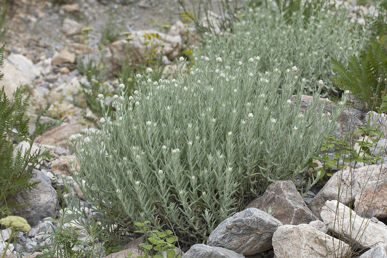 Image of Anaphalis velutina specimen.