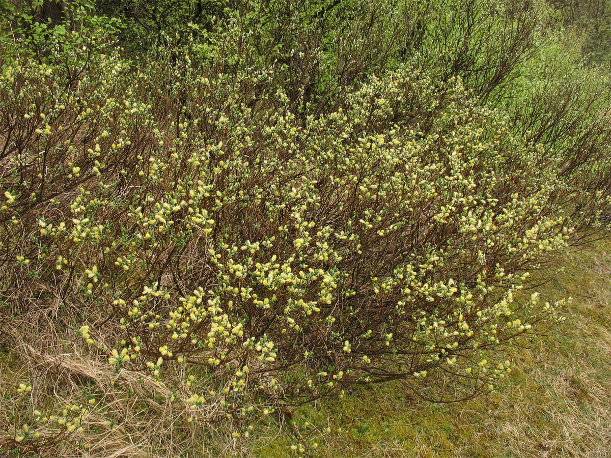 Изображение особи Salix repens.