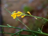 Gonocytisus angulatus. Соцветие. Турция, Анталья, р-н Аланья, левый борт долины р. Дим, окр. пещеры Дим, на склоне у дороги на краю соснового леса. 22.08.2018.