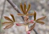 Aesculus glabra