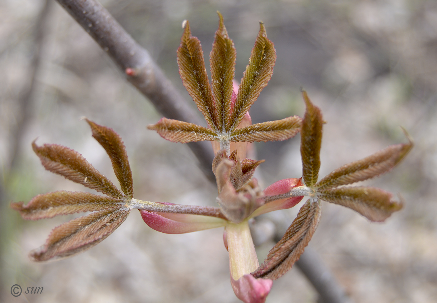 Изображение особи Aesculus glabra.