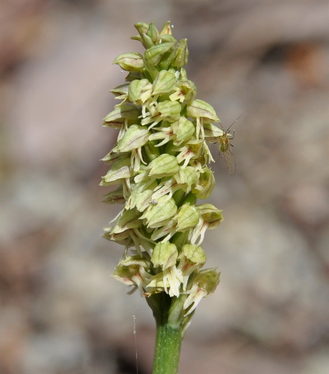 Image of Neotinea maculata specimen.