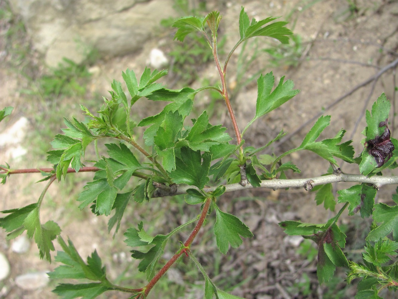 Изображение особи Crataegus pallasii.