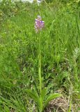 Orchis militaris подвид stevenii. Цветущее растение. Краснодарский край, Туапсинский р-н, пгт Джубга, опушка искусственного леса из сосны крымской на окраине посёлка. 11 мая 2019 г.