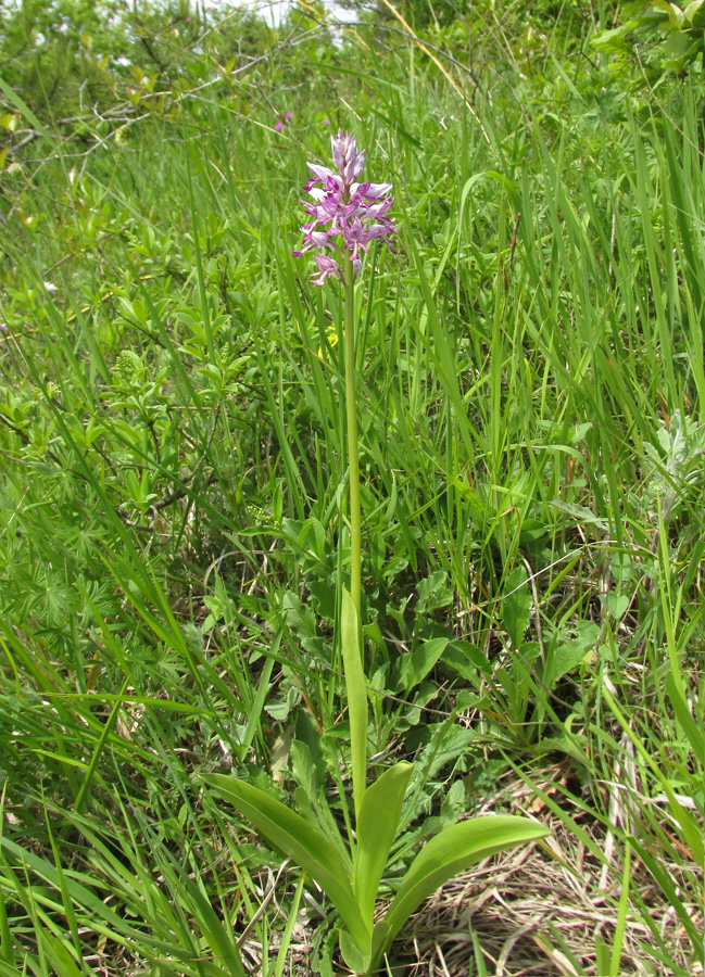 Изображение особи Orchis militaris ssp. stevenii.