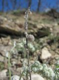 Artemisia caucasica. Верхушка прошлогоднего побега с соплодием. Дагестан, окр. с. Талги, каменистый склон. 22.04.2019.