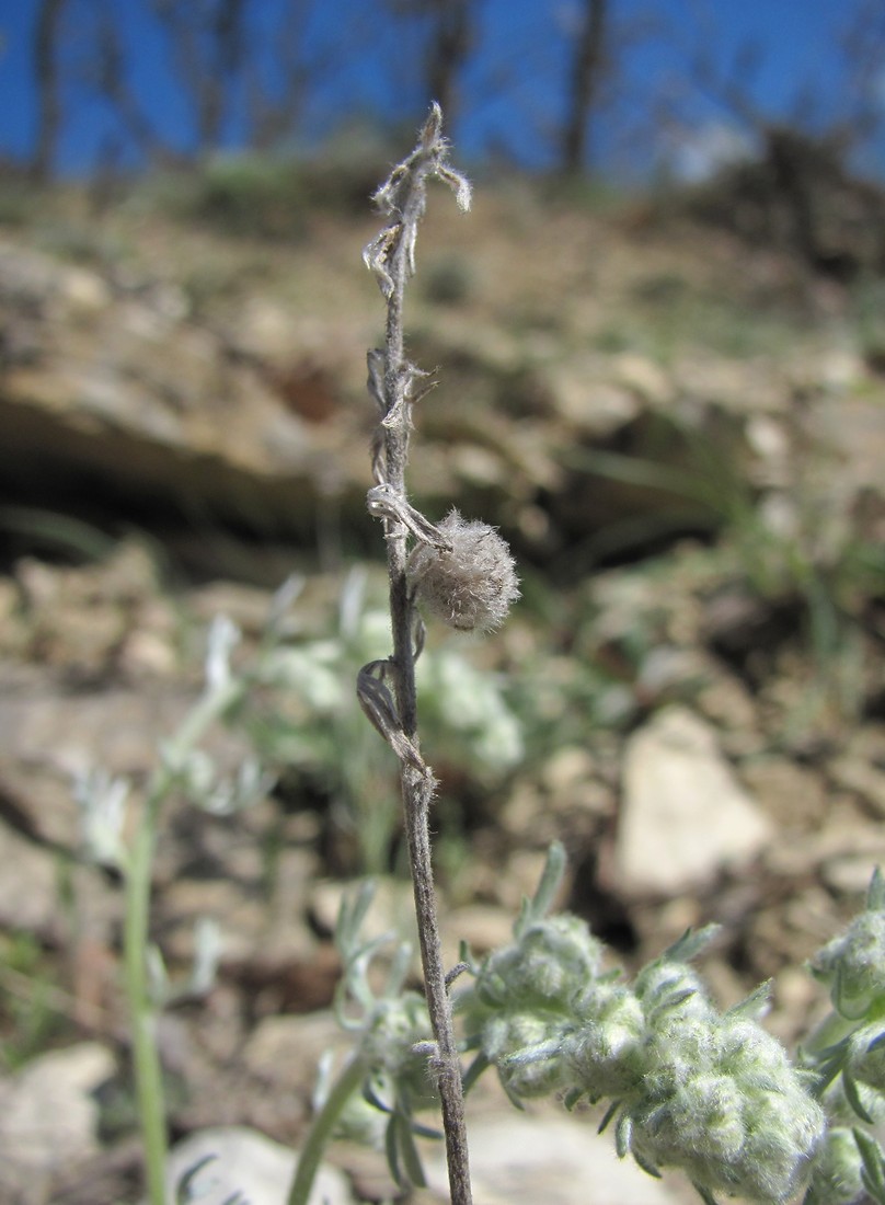 Image of Artemisia caucasica specimen.