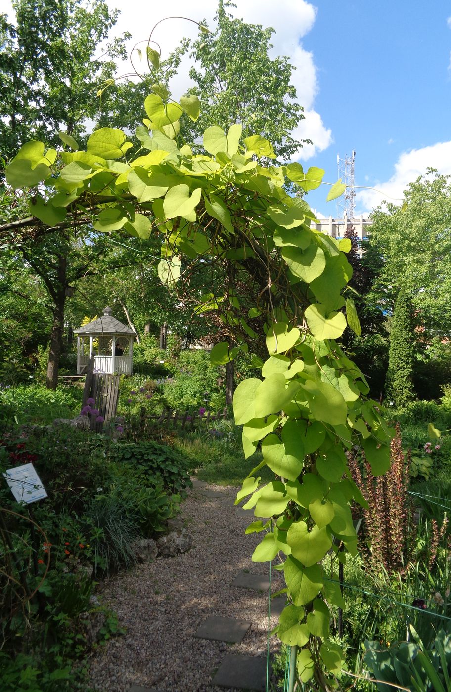 Изображение особи Aristolochia macrophylla.