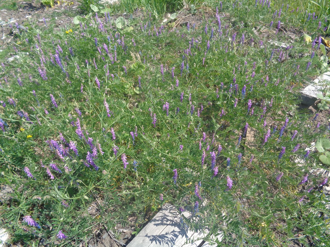 Image of Vicia cracca specimen.