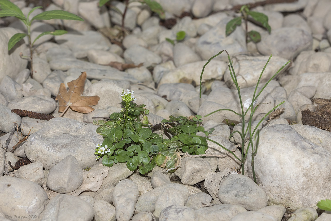 Image of Nasturtium officinale specimen.