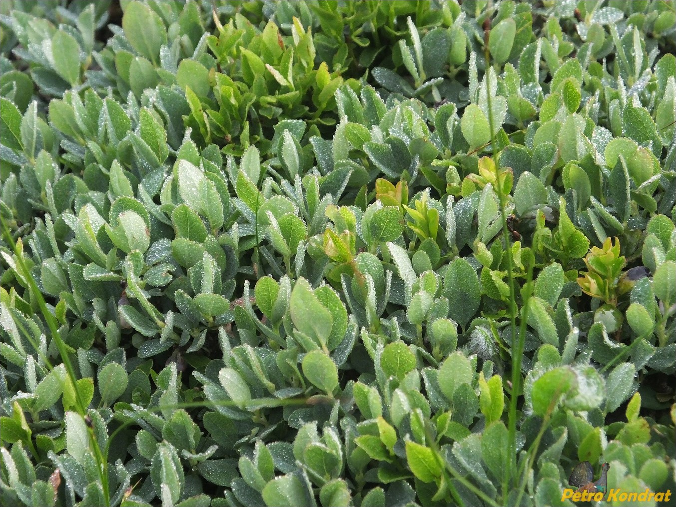 Изображение особи Salix rhaetica.