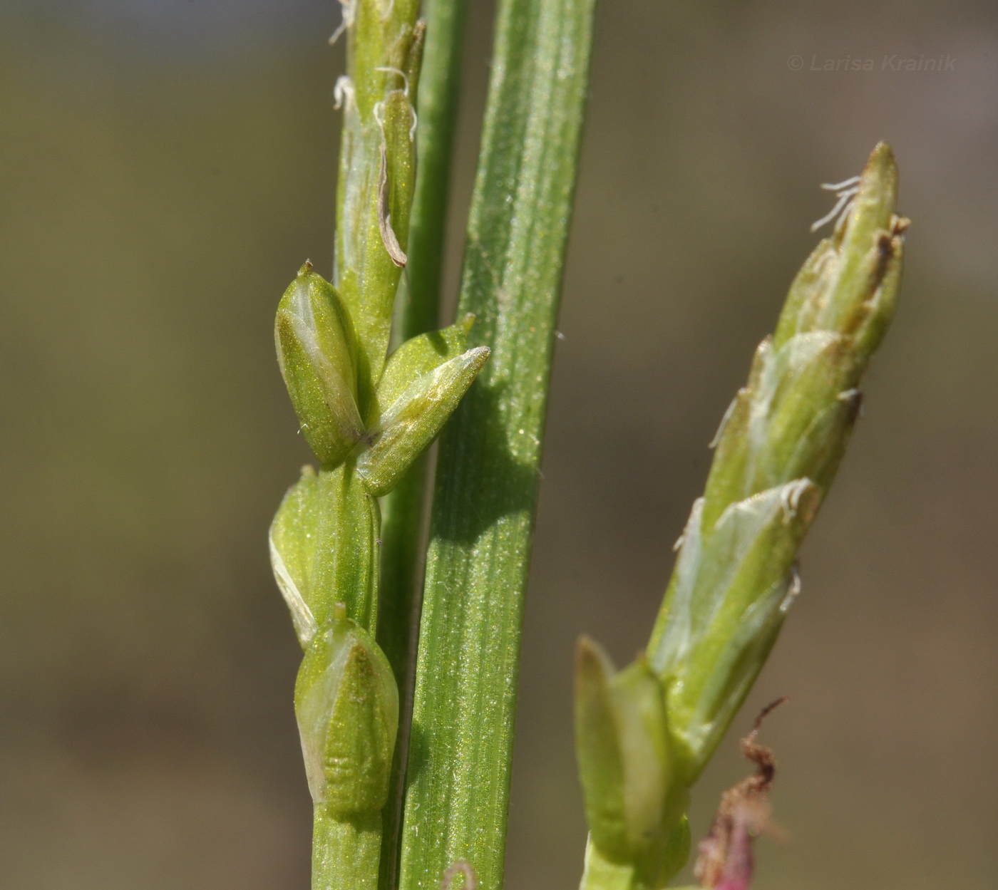 Изображение особи Carex siderosticta.
