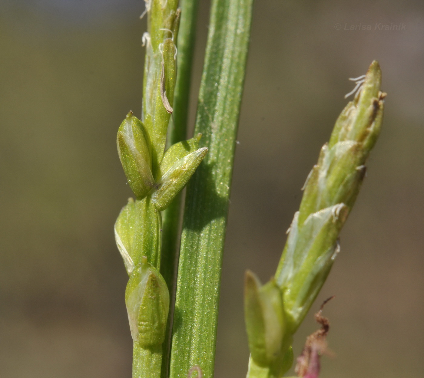 Image of Carex siderosticta specimen.