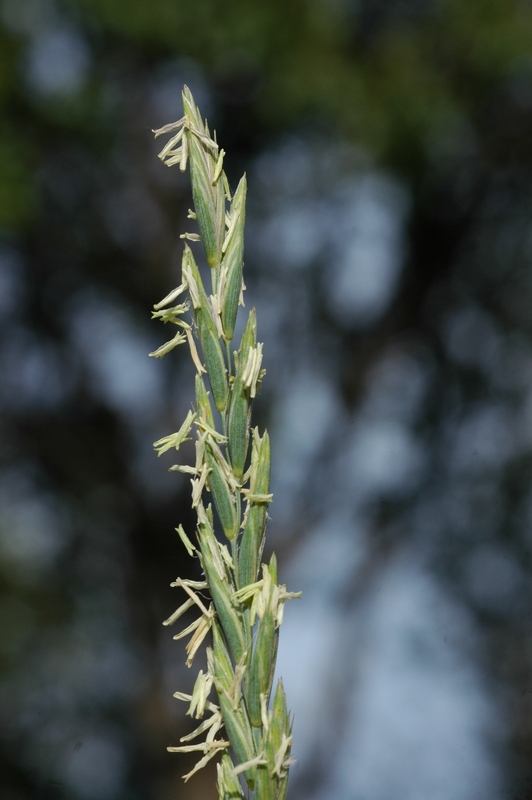 Изображение особи Elytrigia repens.