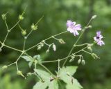 Geranium gracile. Соцветие. Краснодарский край, Апшеронский р-н, гора Черногор, ≈ 1300 м н.у.м., смешанный буково-пихтовый лес. 06.07.2019.