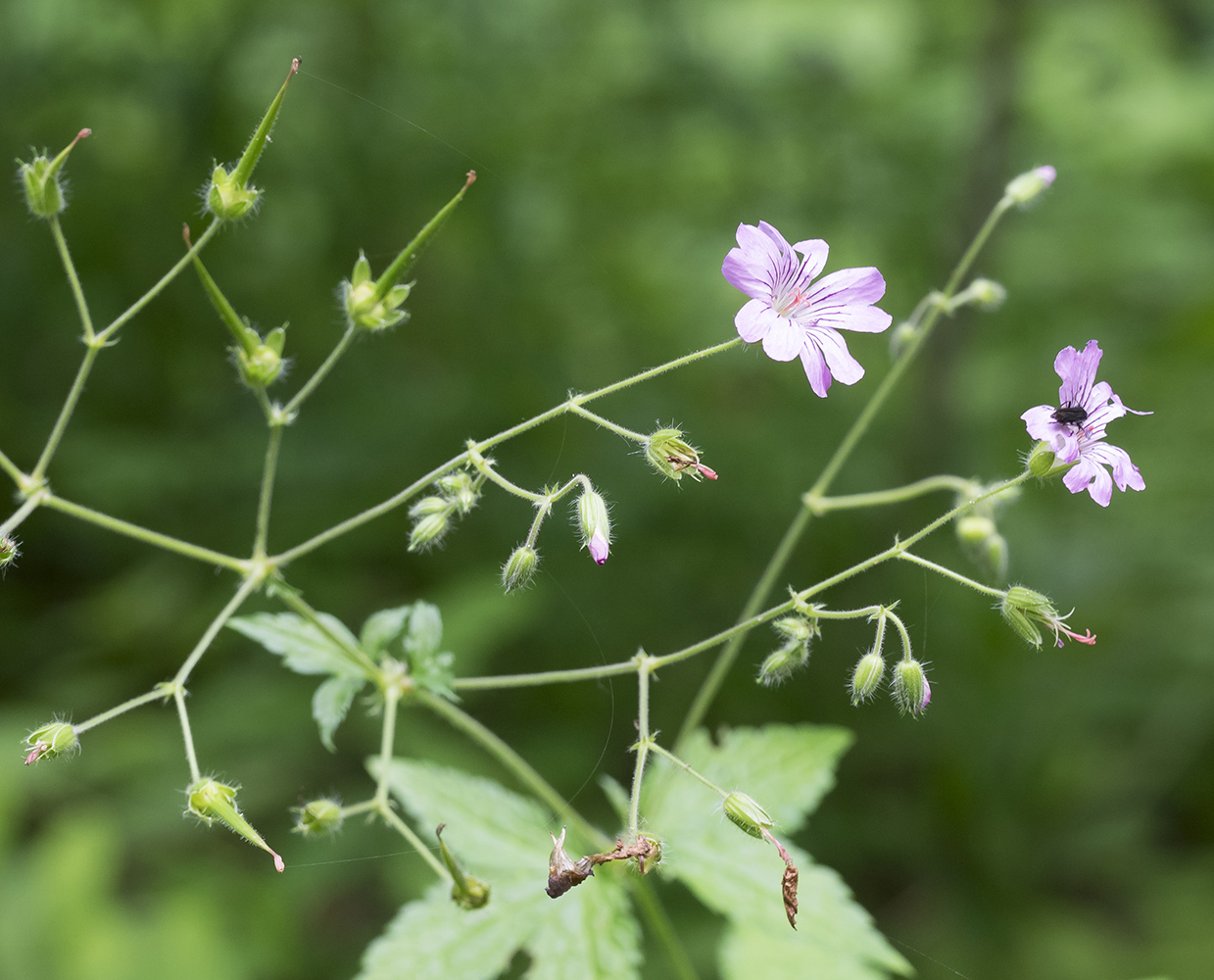 Изображение особи Geranium gracile.