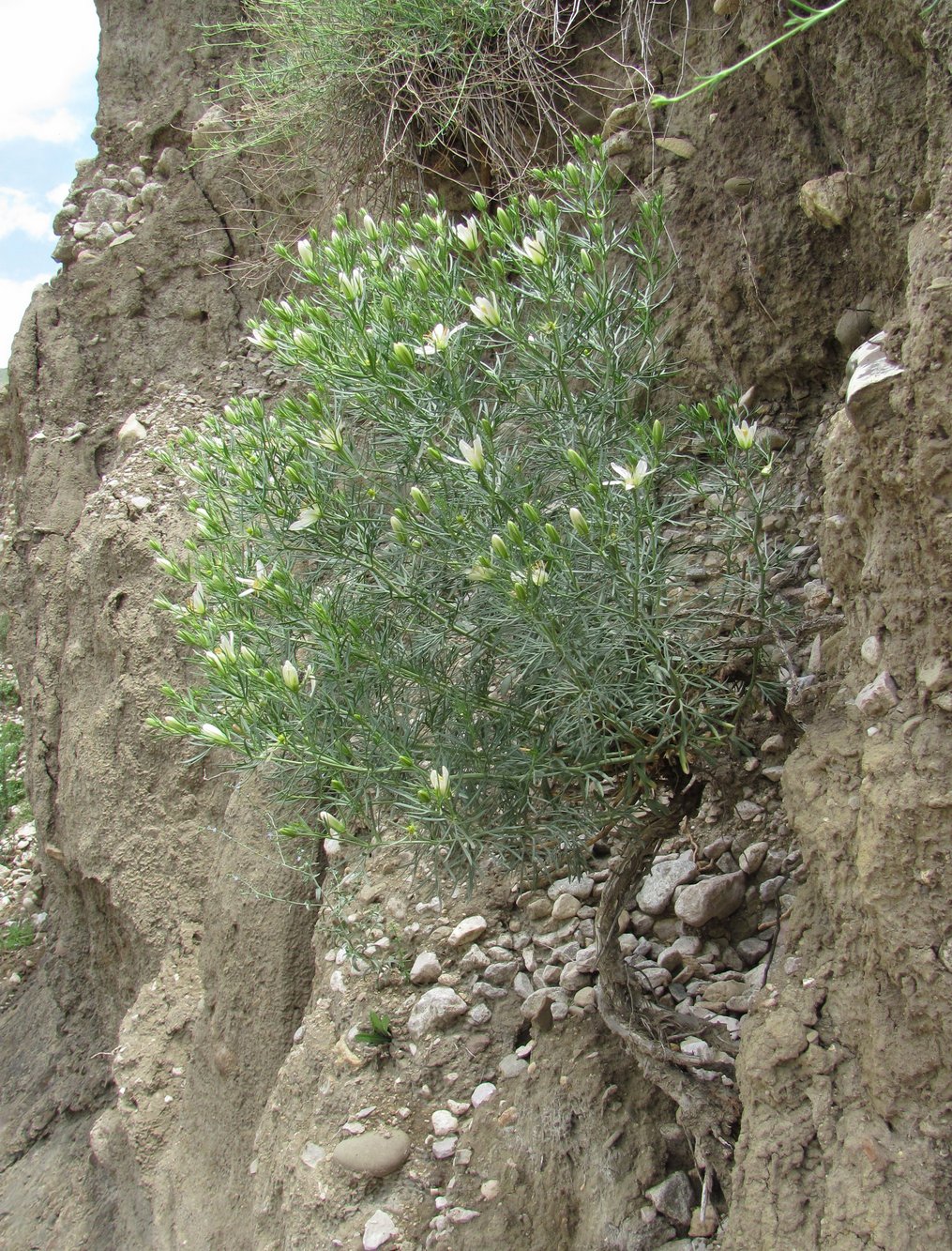 Image of Peganum harmala specimen.