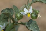 Solanum nigrum. Часть побега с цветком и плодами. Крым, г. Саки, берег Сакского озера, глинистый грунт. 08.08.2019.