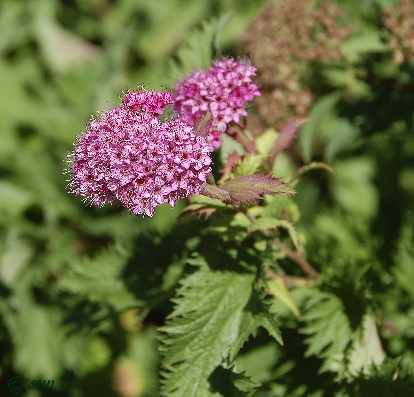 Image of Spiraea japonica specimen.