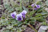 Viola thianschanica