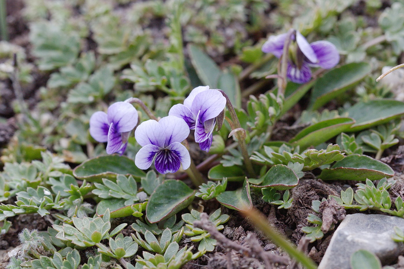 Изображение особи Viola thianschanica.