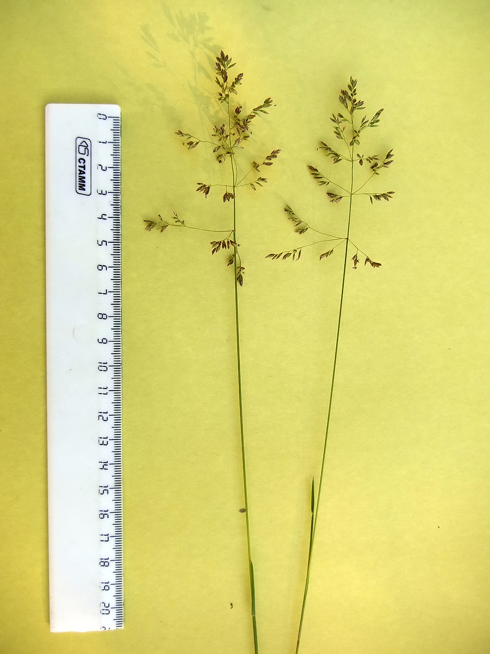 Image of Poa angustifolia specimen.