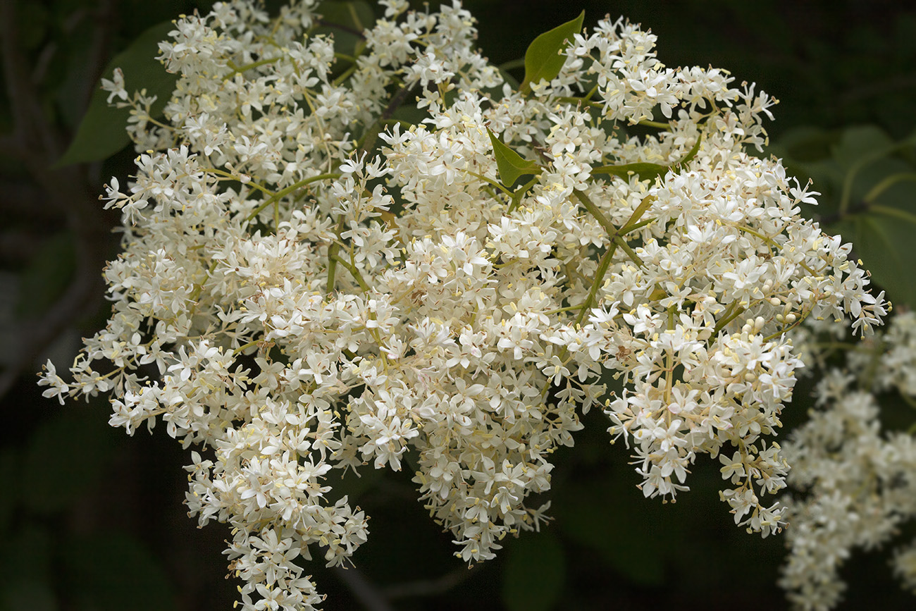 Изображение особи Syringa amurensis.