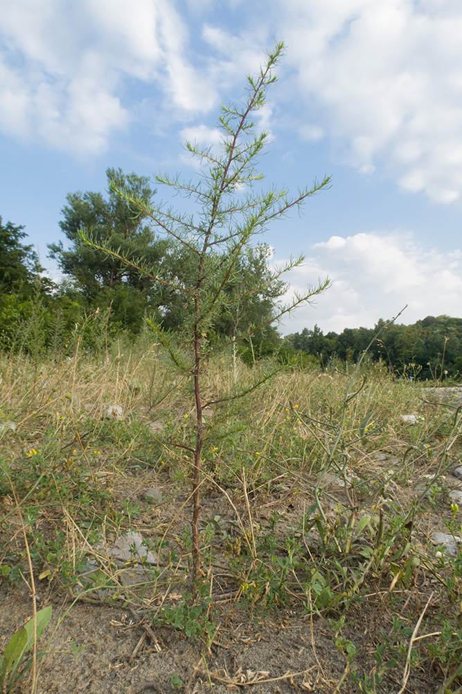 Image of Artemisia scoparia specimen.