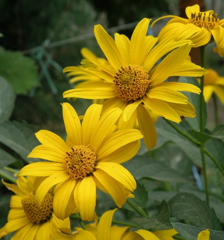 Image of Heliopsis helianthoides ssp. scabra specimen.