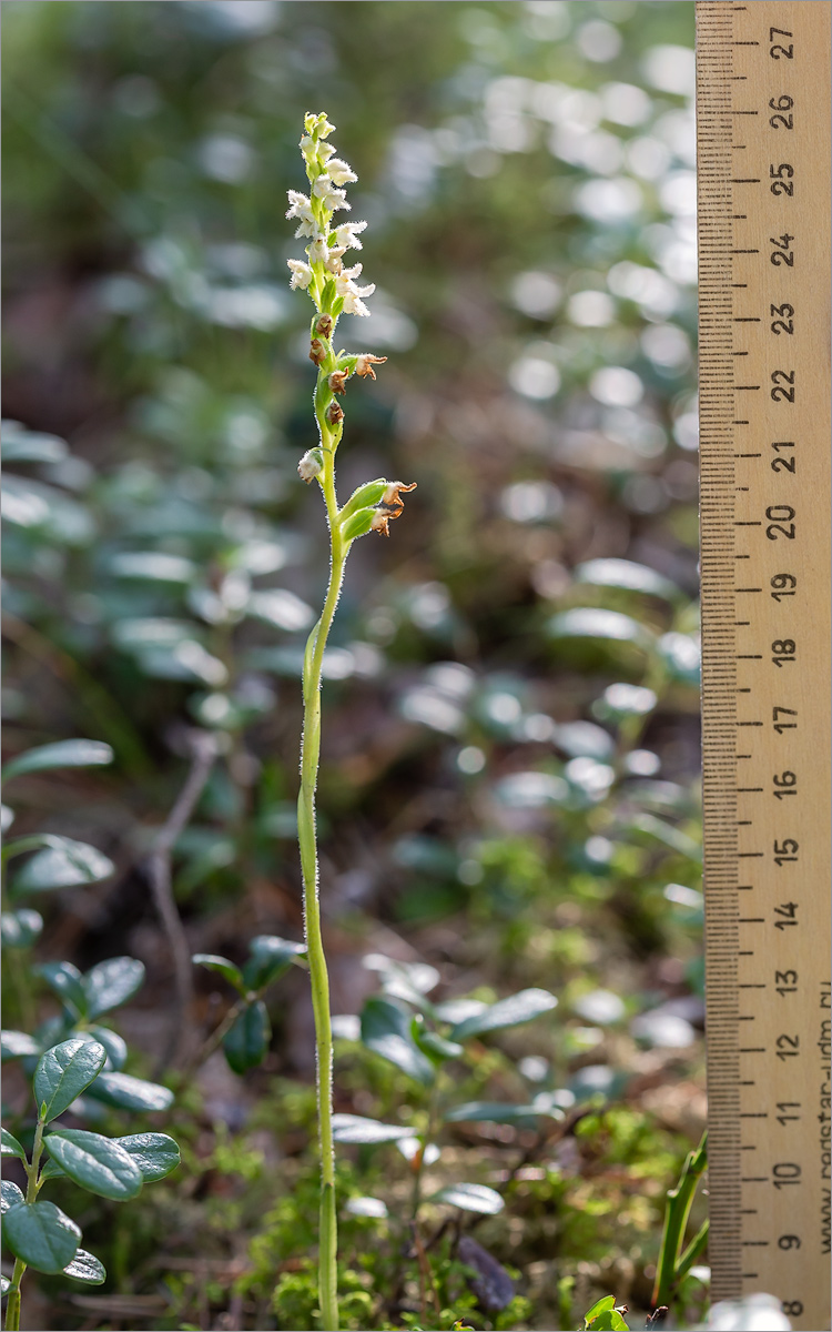 Image of Goodyera repens specimen.