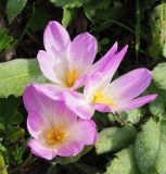 Colchicum speciosum. Цветки. Карачаево-Черкесия, Домбай, долина р. Домбай-Ульген, поляна на опушке леса. 30.08.2019.