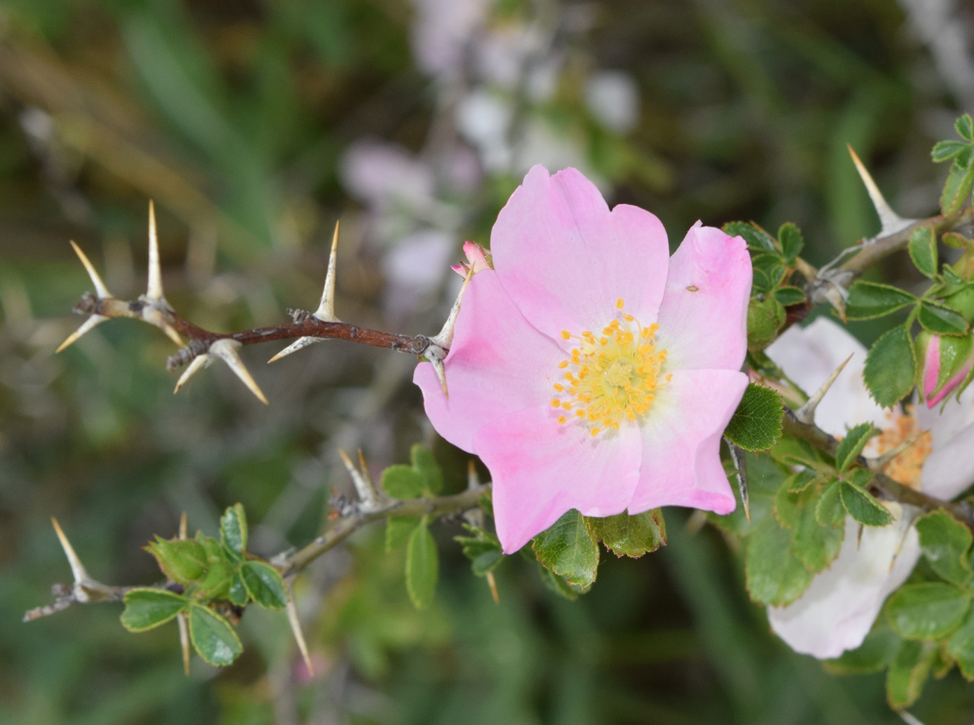 Изображение особи Rosa maracandica.