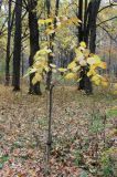 Tilia henryana. Молодое растение в осенней окраске. Москва, Главный ботанический сад имени Н. В. Цицина РАН, в культуре. 20.10.2018.