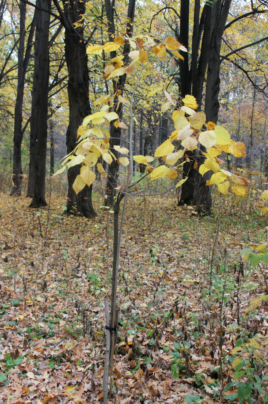 Image of Tilia henryana specimen.