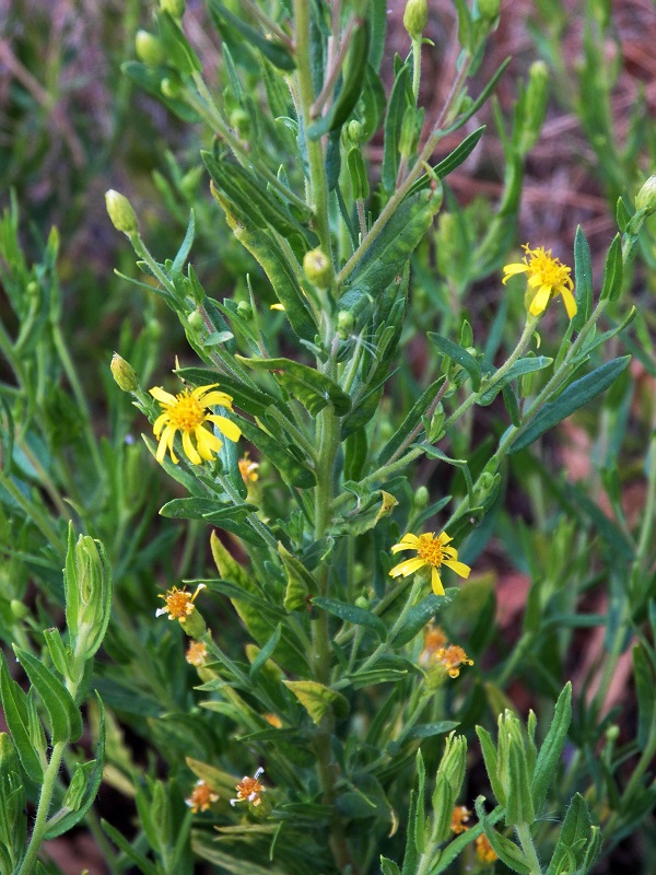 Image of Dittrichia viscosa specimen.