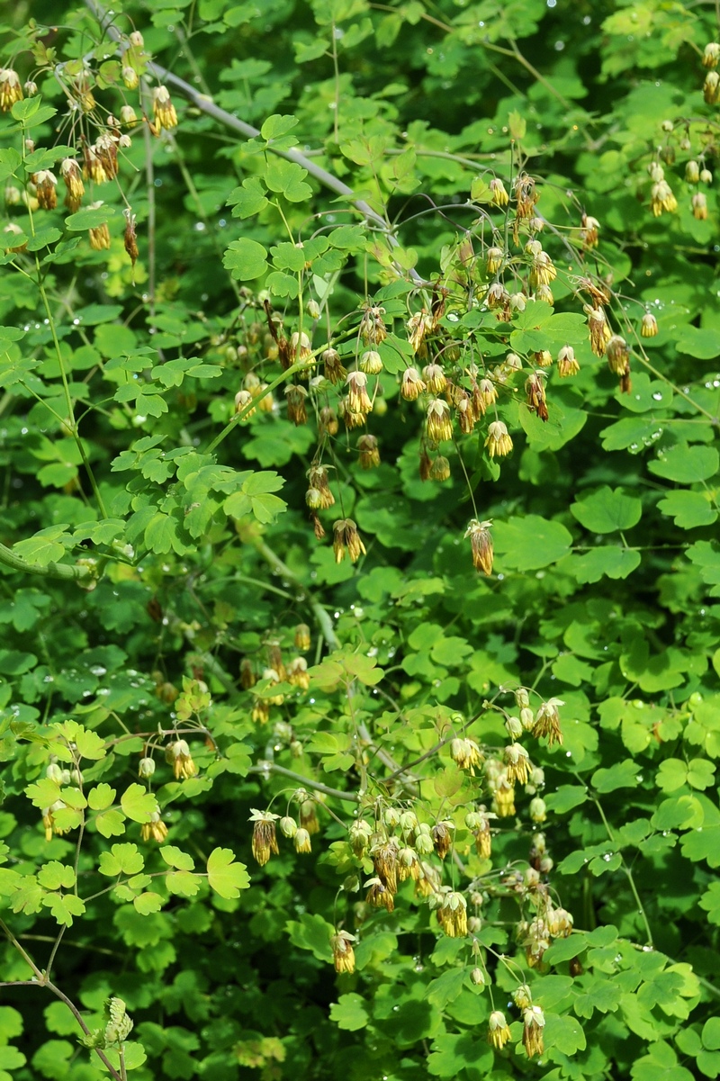 Изображение особи Thalictrum fendleri.