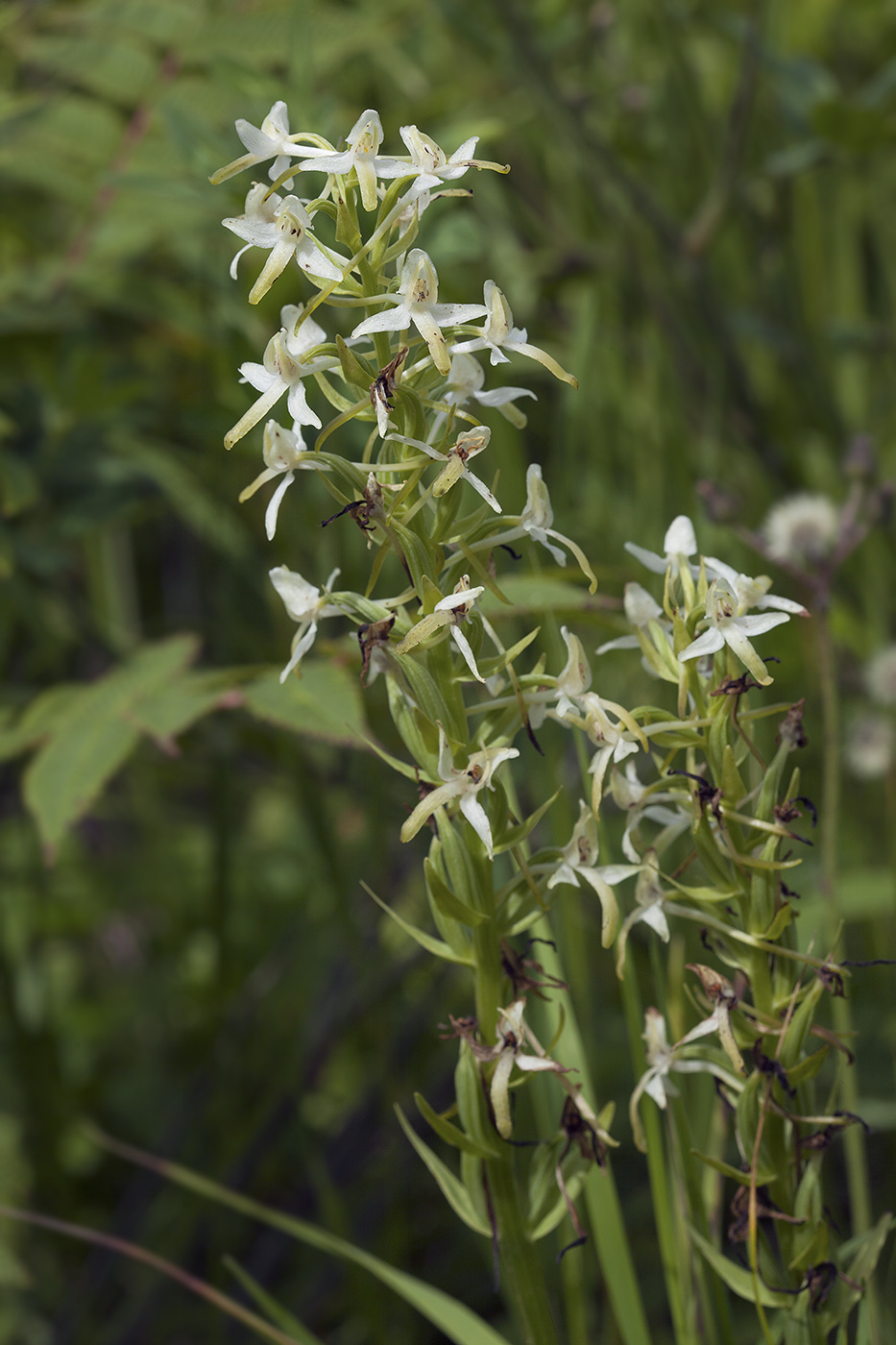 Изображение особи Platanthera metabifolia.