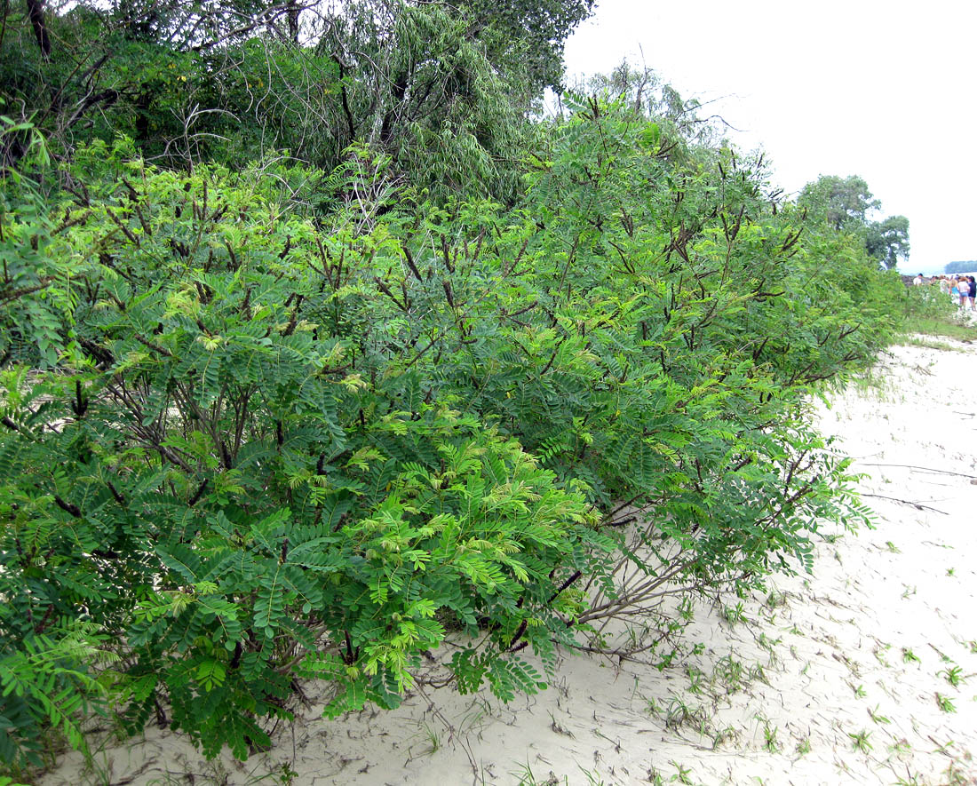 Изображение особи Amorpha fruticosa.