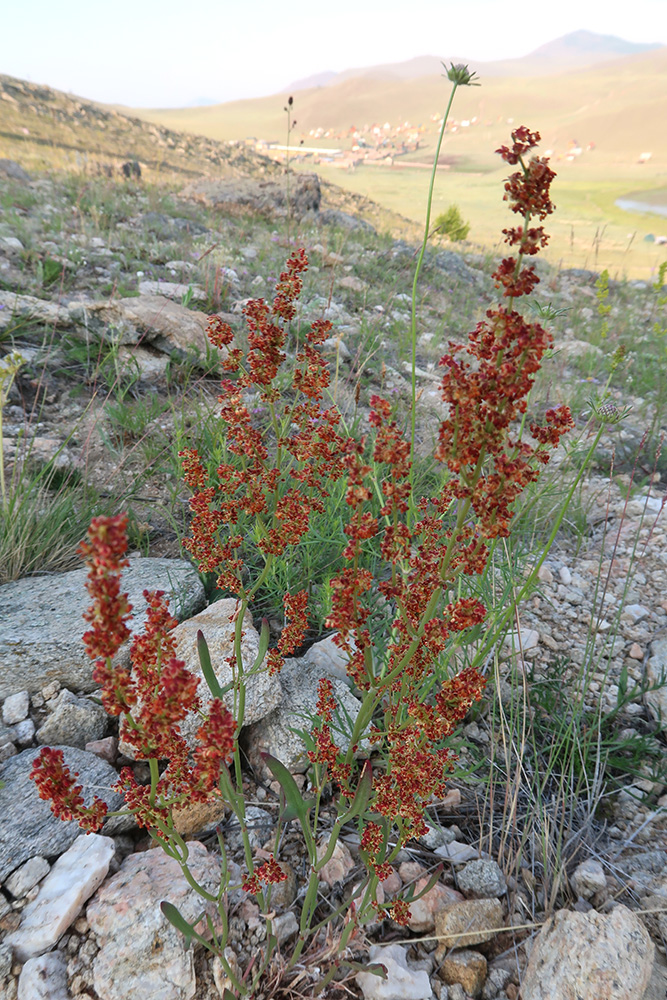 Изображение особи Rumex thyrsiflorus.