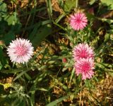 Centaurea cyanus