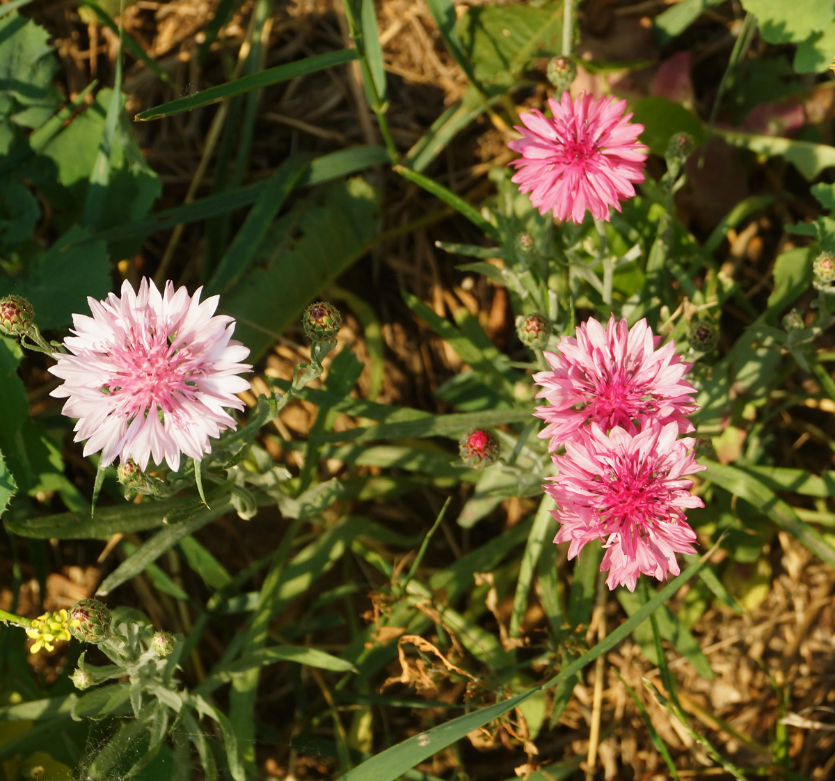 Изображение особи Centaurea cyanus.