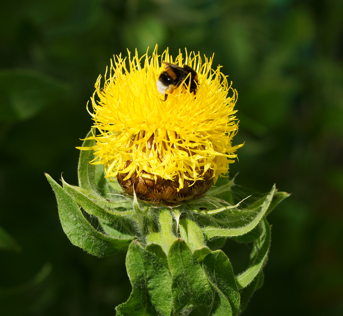 Изображение особи Grossheimia macrocephala.