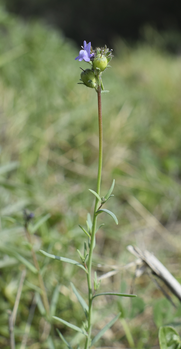 Image of Linaria arvensis specimen.
